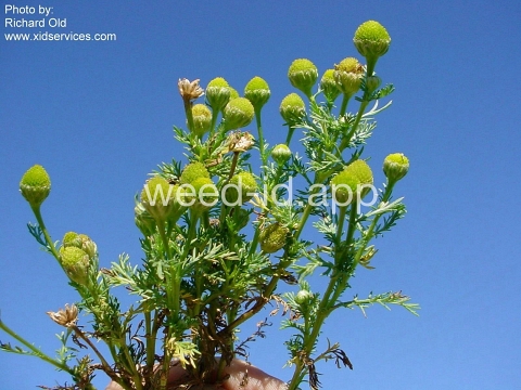 pineapple-weed